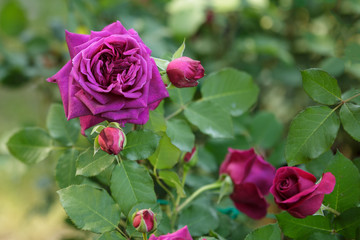 Purple Rose Flower with Green Leaves in the Garden