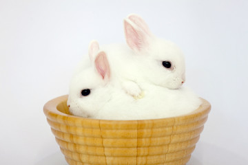 easter bunny rabbit portrait sitting in the wooden basket on white background