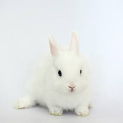 easter bunny rabbit portrait sitting on white background