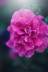 Fototapeta premium Beautiful big pink lilac flower on green background. Outdoor nature photo