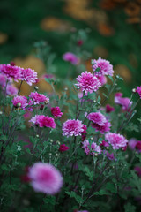Lilac pink flowers in flowerbed in garden. Green grass