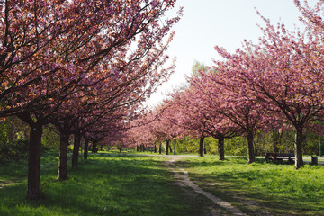 Naklejka premium japanese cherry blossoms in full bloom