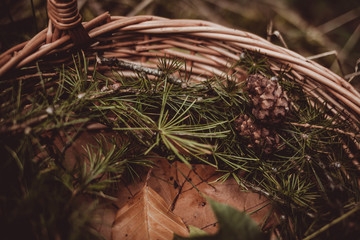 Autumn in the basket. Soft focus