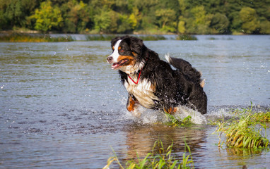 Bernese mountain dog posing outside in the nature.