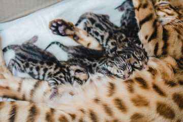 cattery of bengal cat this his kitten