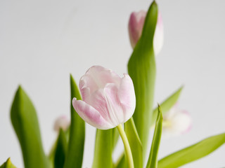 Detail of a pink tulip on white background