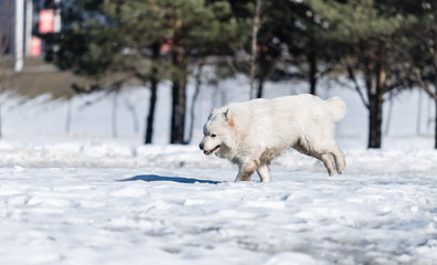Obraz na płótnie Canvas A Samoyed dog runs on the snow in the park