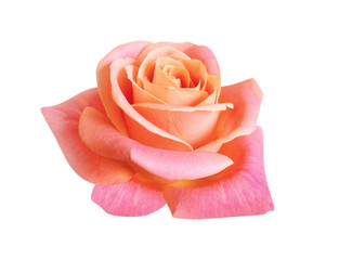 coral pink rose isolated on white background