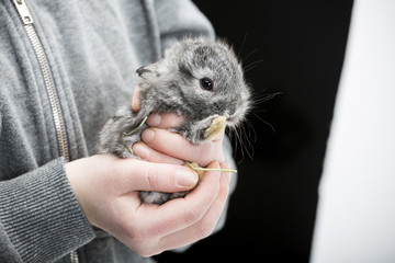 Rabbit in hands