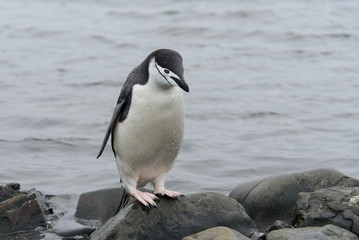 Fototapeta na wymiar Chinstrap penguin on the beach