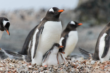 Gentoo penguin with chicks in nest