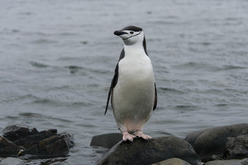 Chinstrap penguin on the stone