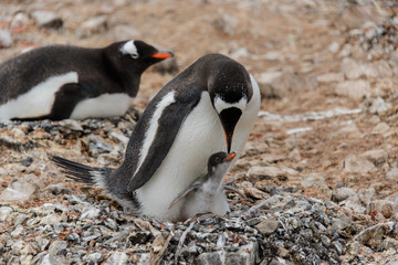 Fototapeta premium Gentoo penguin with chick in nest