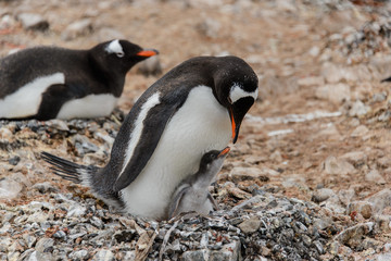 Obraz premium Gentoo penguin with chick in nest