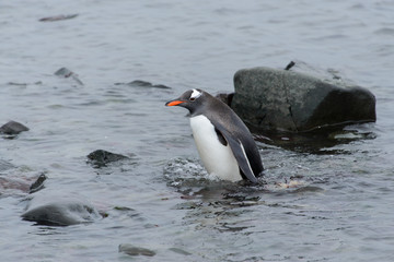 Obraz premium Gentoo penguin going in water