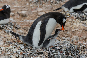 Fototapeta premium Gentoo penguin with chick in nest