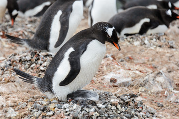 Naklejka premium Gentoo penguin with chicks in nest