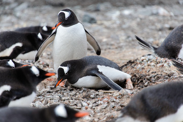 Fototapeta premium Two gentoo penguins