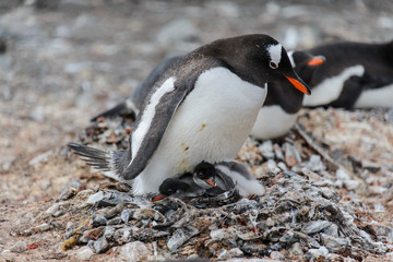 Fototapeta premium Gentoo penguin with chicks in nest