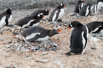 Naklejka premium Gentoo penguin in nest aggressive open beak
