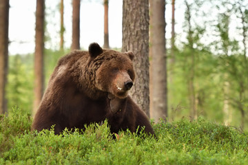 Obraz na płótnie Canvas Brown bear scratching. Big male bear.