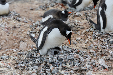 Fototapeta premium Gentoo penguin with chicks in nest