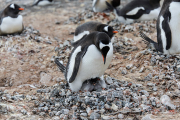 Fototapeta premium Gentoo penguin with chicks in nest