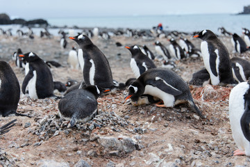 Fototapeta premium Gentoo penguin with chicks in nest