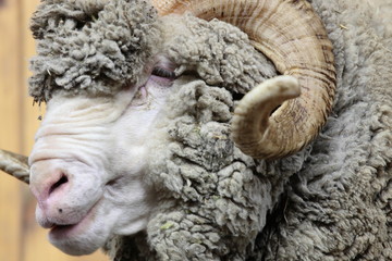 Obraz premium メリノウール