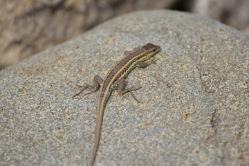 wild lizard North Cyprus
