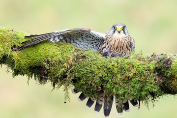 Kestrel feeding on prey