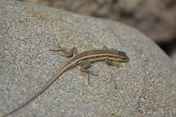 wild lizard North Cyprus