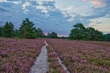 Obraz premium Heidschnuckenweg - Deutschlands schönster Wanderweg