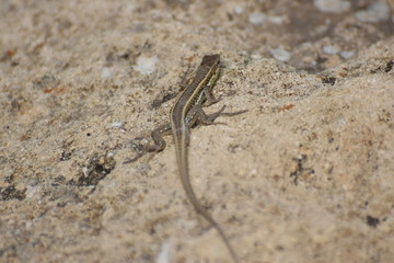 wild lizard North Cyprus