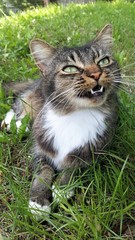 Adorable domestic cat showing her teeth