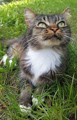 Adorable grey and white domestic cat in the garden