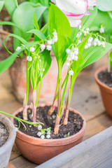 Blossoming lily of the valley in pot