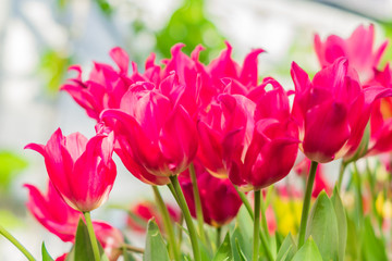 beautiful pink tulips in bloom