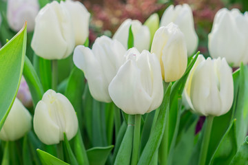 closeup of white tulips, blooming spring field of flowers