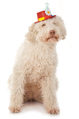 Hund mit Karnevalshütchen isoliert auf weißem Grund