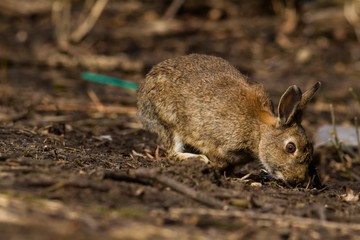 Wildkaninchen (Oryctolagus cuniculus)