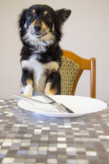 Cute little puppy on the table wait for food