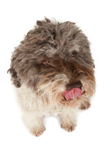 Schleckender Lagotto Romagnolo von oben isoliert auf weißem Hintergrund