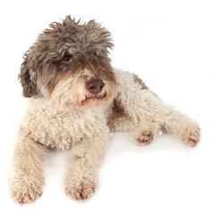 Liegender Lagotto Romagnolo isoliert auf weißem Hintergrund