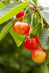 Ripe cherry on the branches of a tree after a rain