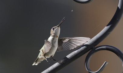 Spider for Lunch Again