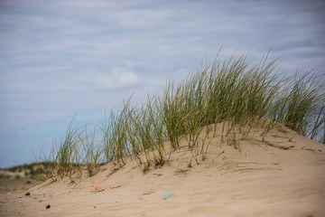 Natur Düne Strand Norderney