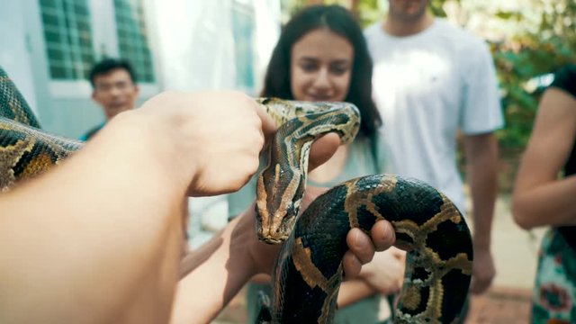 Young photogenic tourist holds a Burmese python in his hands and around his neck as his friends watch in a close up of the python