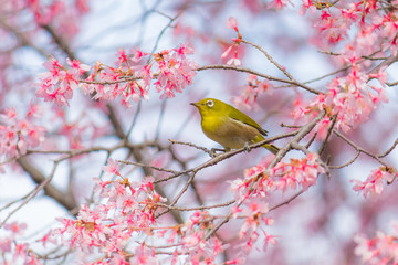 メジロと満開のオカメザクラ