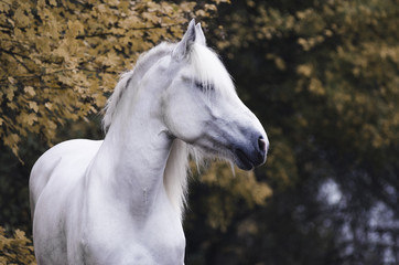 Obraz na płótnie Canvas weißes Pferd steht vor herbstlaub